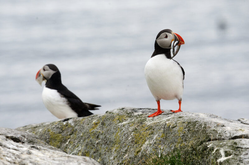 June 2026 – Norway and Iceland